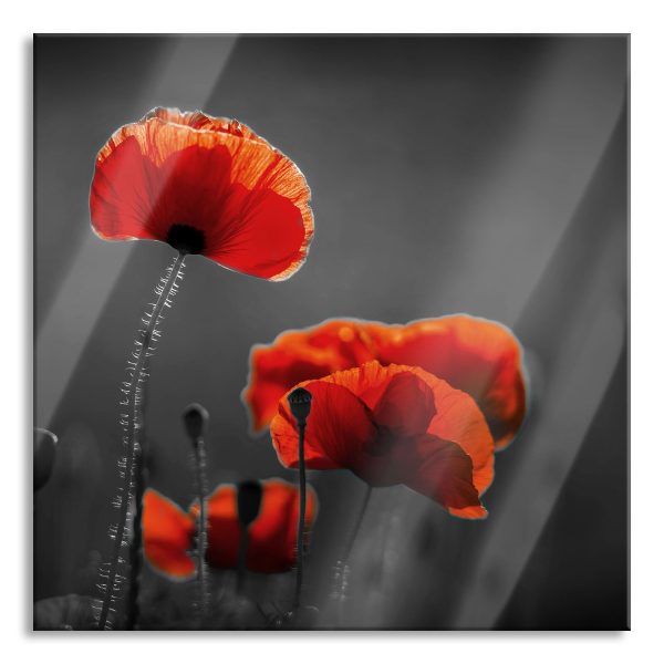Mohnblumen auf einer Wiese in der Nacht B&W Detail, Glasbild Quadratisch Im Angebot