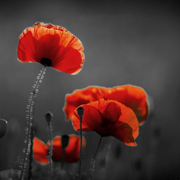 Mohnblumen auf einer Wiese in der Nacht B&W Detail, Glasbild Quadratisch Im Angebot – Bild 5
