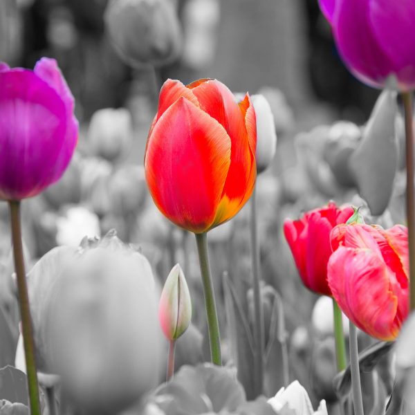 Bunte holländische Tulpen Nahaufnahme B&W Detail, Glasbild Quadratisch Schn?ppchen – Bild 5